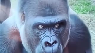 os macacos e a mulher #catshorts #memes.mp4