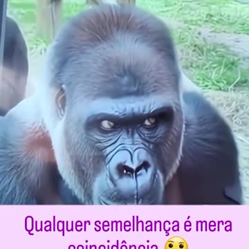 os macacos e a mulher #catshorts #memes.mp4