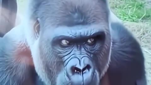 os macacos e a mulher #catshorts #memes.mp4