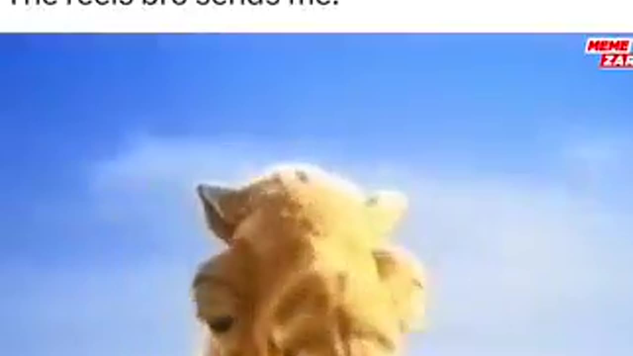 Weird Reels