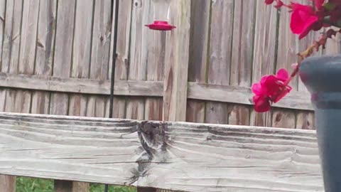 Hummingbird Feeding