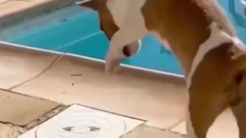 The funniest animals 2025 😂 Funny videos about cats and dogs 😺🐶 #shorts