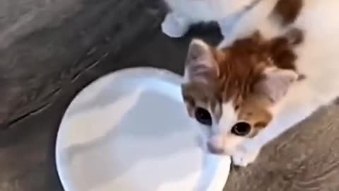 Little funny cats