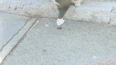 🤔🐾 Where Did It Go? | FunFM