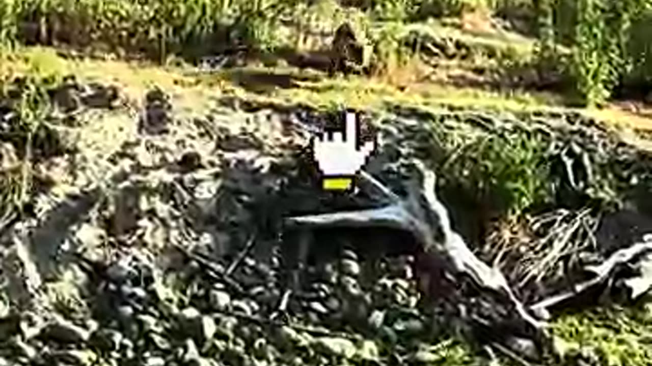 animals