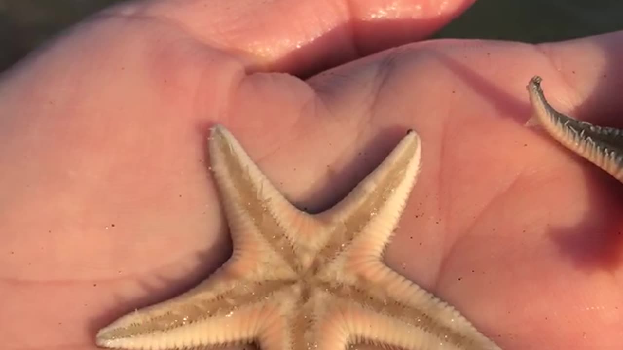 A little girl pulled this star from the seabed.