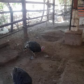 turkeys