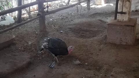 turkeys