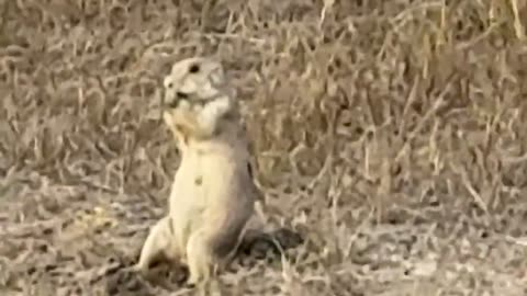 🐰😎 You Won't Believe This Chill Prairie Dog! | FunFM