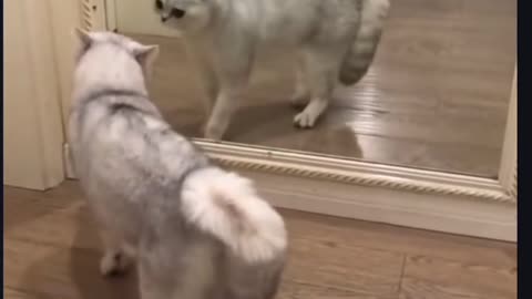 Funny cats