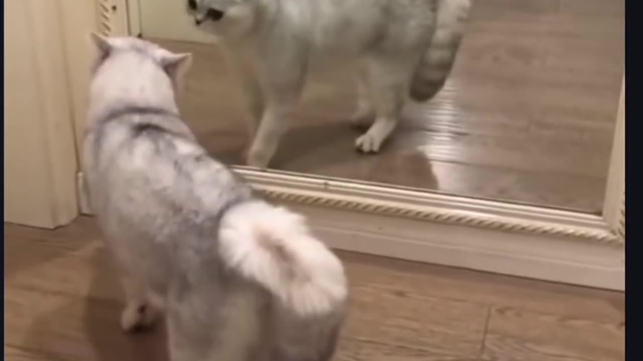 Funny cats