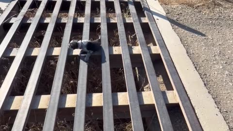 Puppies Learn To Cross Cattle Guard