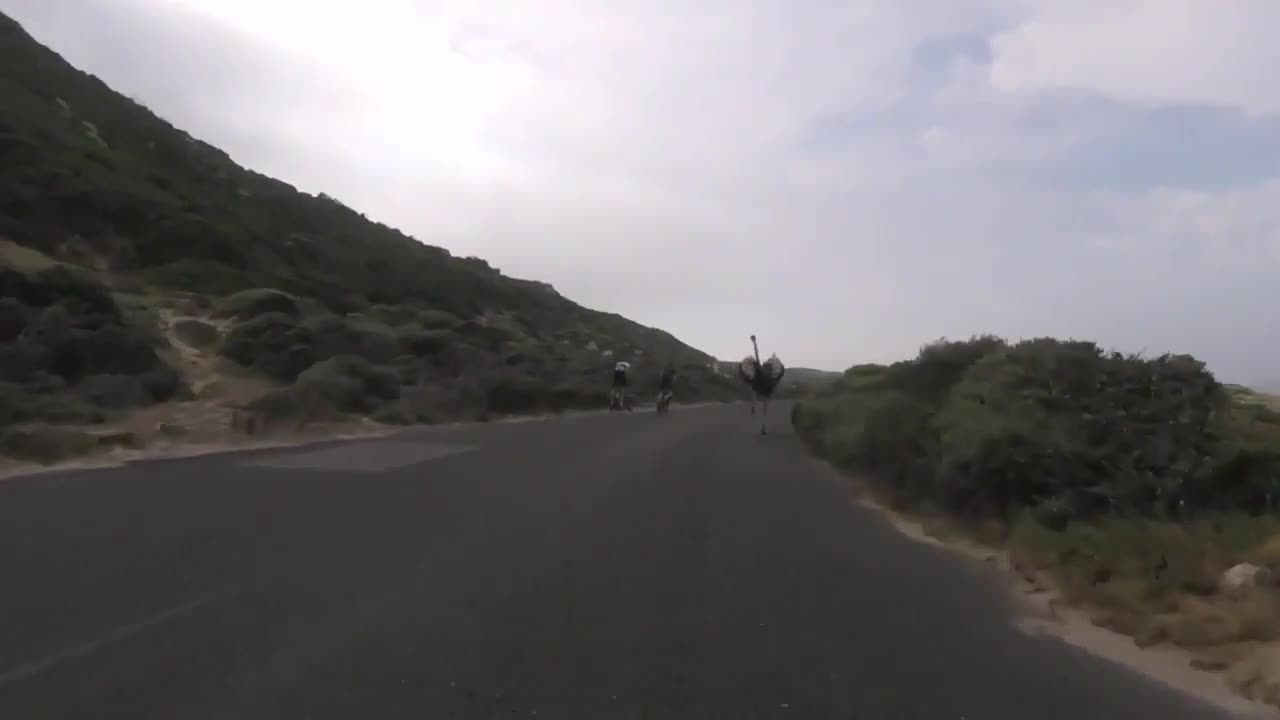 🤯✨ Ostrich Chases Cyclists at Breakneck Speed! | FeedMyCuriosity
