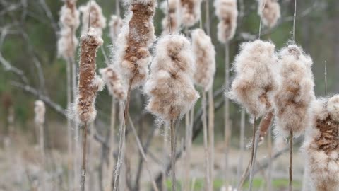 Rust en Schoonheid van de Natuur – Deel 8