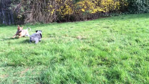 pup combat 3