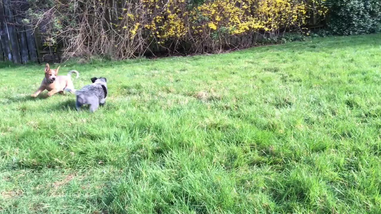 pup combat 3