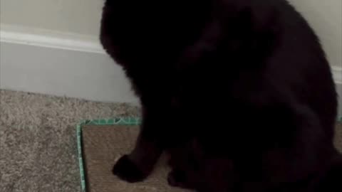 Cute Precious Piper Does a Straight Up Tuffet Sit - Adopting a Cat from a Shelter Vlog #shorts