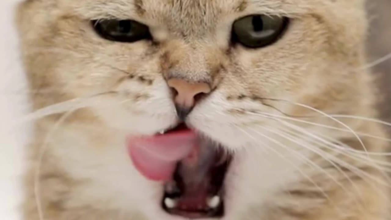 Warning: This Kitty May Steal Your Snacks... and Your Heart! 😹❤️