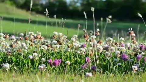 GRAS VIDEO Free Stock Footage Free HD Video no copyright
