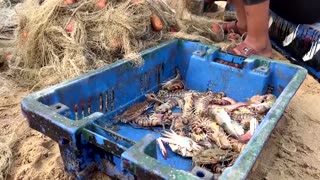 Gaza's fishermen struggle with ongoing restrictions, high prices