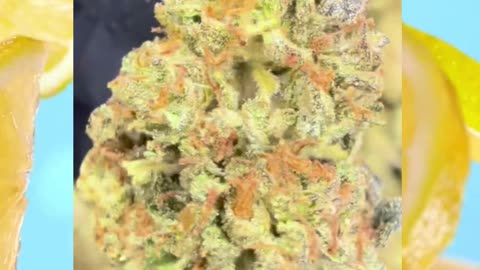 Frozen Lemons THCa Flower | Classic Reserve Indoor | 29% | Citrus-Cream Hybrid Lift | Bulk #THCa