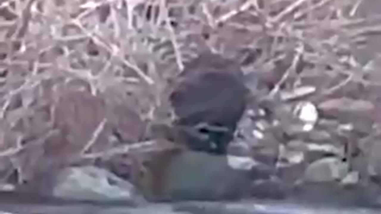 Fearless mama bear jumps into river to save her little cub ❤️