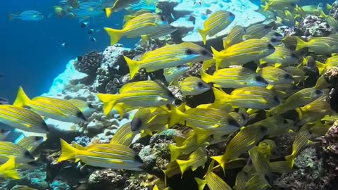 Daily Horoscope | Pisces 🌟