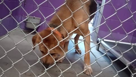 Nugget 5y Pet Id 946758 kennel 15 HSSAZ shelter he can be barky but today he did lovely20250815285