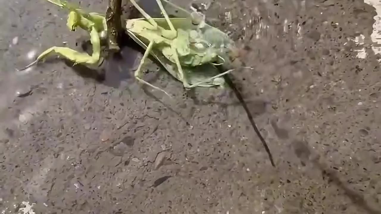 Saving Mantis from Parasite 😱😱😱