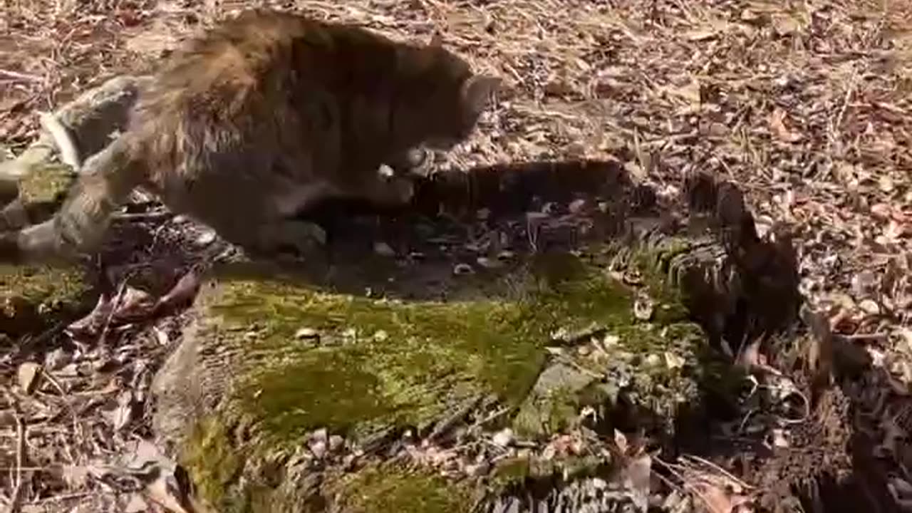 BEST KITTY CAT FOLLOWED ME HOME VIDEOS FEBRUARY 2025 π½π» PART 1 πΈπΉ