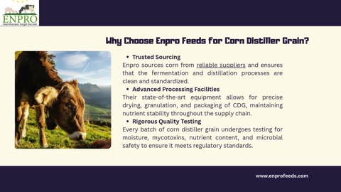 Corn Distiller Grain by Enpro Feeds