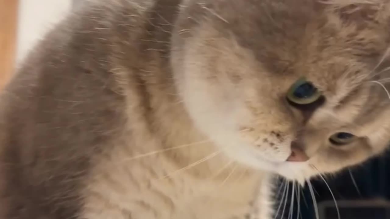 Charming cat