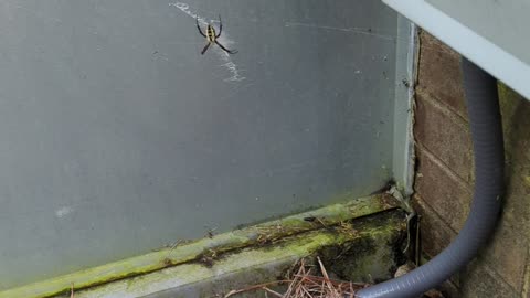 Big spider