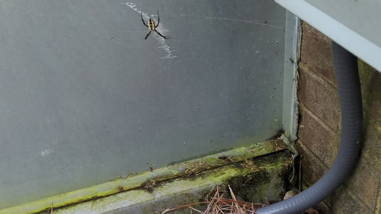 Big spider