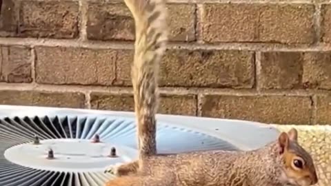 🤣🦅 Look Ma, I'm Flying – Epic Animal Fail! | FunFM