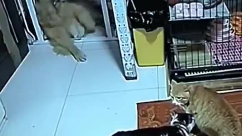 What? Someone tell me what's going on with this dog 🐶🥹