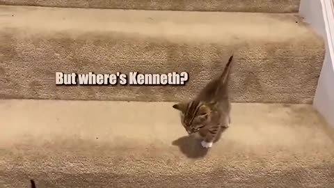 😹🐱 Kittens Take the Stairs in the Most Epic Way Possible! | FunFM
