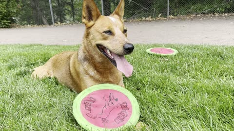 frisbee session break 39208423094823