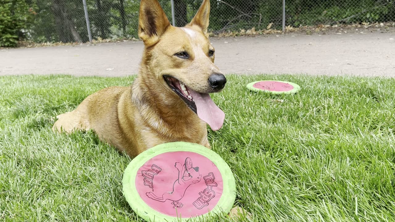 frisbee session break 39208423094823