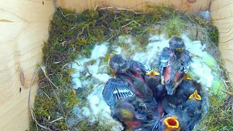 Blue tit exercises its wings👍👍😍