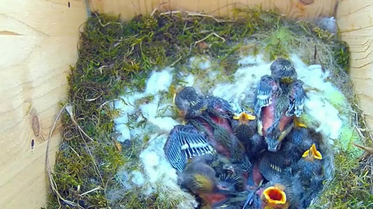 Blue tit exercises its wings👍👍😍