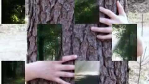 Hug A Tree