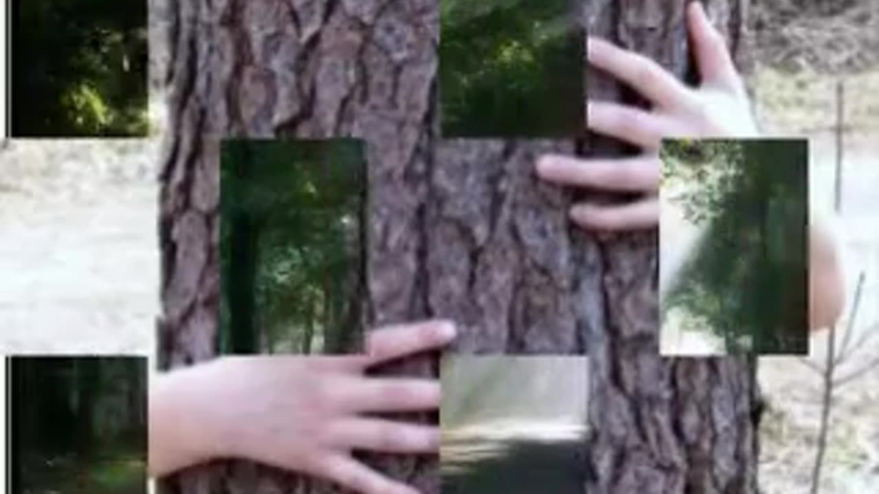 Hug A Tree