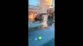 Daddy Goat 24/7 - Out Of Context Memes & Videos