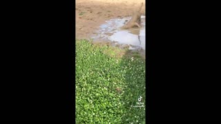 Daddy Goat 24/7 - Out Of Context Memes & Videos