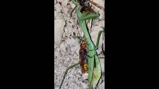 Daddy Goat 24/7 - Out Of Context Memes & Videos