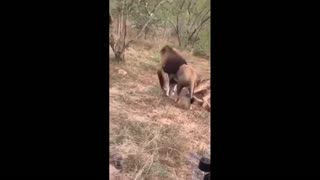 Daddy Goat 24/7 - Out Of Context Memes & Videos