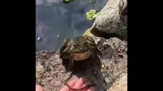 Daddy Goat 24/7 - Out Of Context Memes & Videos