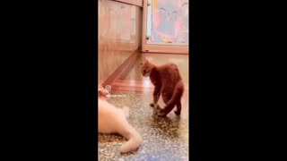 Daddy Goat 24/7 - Out Of Context Memes & Videos