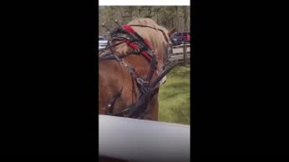 Daddy Goat 24/7 - Out Of Context Memes & Videos